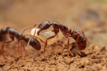 Český výzkum objevil přes sto nových druhů mravenců. Myrmekologové popsali, co jim chutná