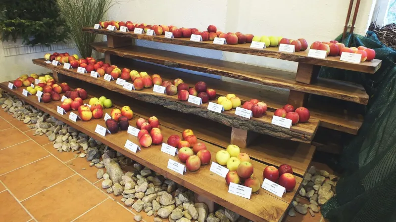 Regionální výstavy ovoce, ovocných a okrasných dřevin v Boskovicích