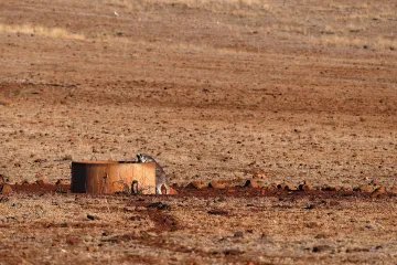 Austrálie zažívá rekordní horka. Zemřel kvůli nim už milion ryb, tisíce kaloňů a desítky koní