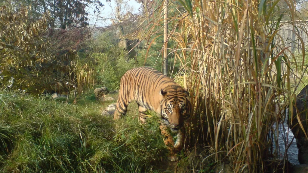 Tygra se šetření v brněnské ZOO nedotkne