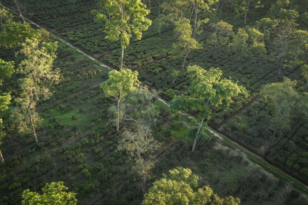 Monzun, který je hlavním zdrojem srážek v Ásámu, letos přinesl o 38 procent méně srážek než obvykle. To podle zkušeného pěstitele čaje Prabhata Bezboruaha zkrátilo vrcholné období sklizně jen na několik měsíců a tím i zúžilo časové okno pro sklizeň