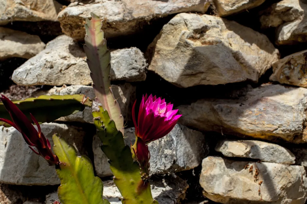 V současnosti kvetou i některé druhy kaktusů