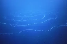 Mořští biologové objevili možná největšího tvora planety. Predátor žijící u Austrálie měří až 120 metrů