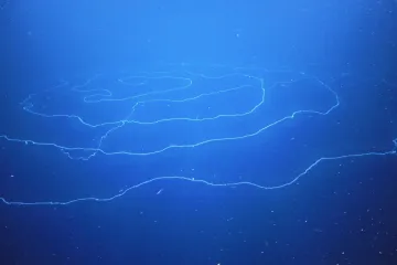 Mořští biologové objevili možná největšího tvora planety. Predátor žijící u Austrálie měří až 120 metrů