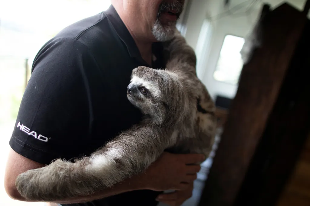 Chewbacca je lenochod hnědokrký, zachráněný Juanem Carlosem Rodriguezem a jeho manželkou Haydee poté, co jej našli na silnici, na kterou spadl z elektrického vedení. Chewbacca je umístěn na záchranné stanici ve venezuelském městě San Antonio de Los Altos