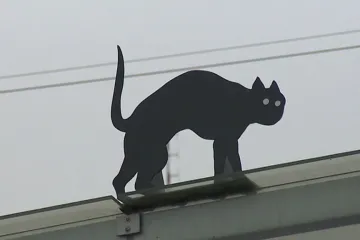 Po olomouckých ulicích běhají černé kočky z plastu