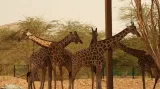 Žirafy núbijské
