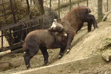 Do brněnské zoo letos přibylo už deset mláďat, mezi nimi i takini indičtí