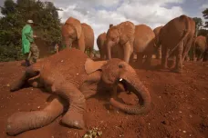 Studie: Pytláků sice ubývá, slonům v Africe ale dál hrozí vyhynutí