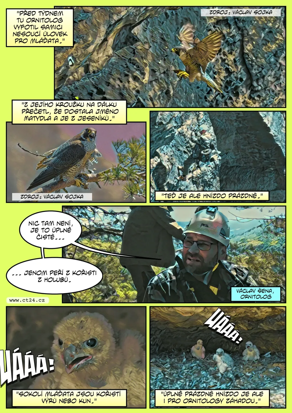 Kroužkování malých sokolů