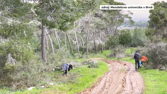 V Masarykově lese roste 13 tisíc borovic