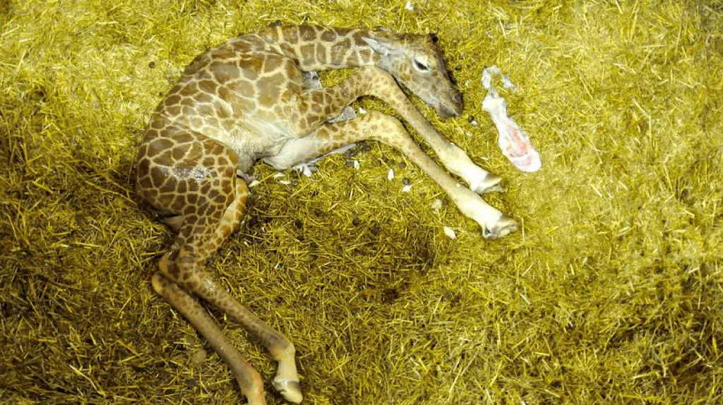 Žirafí mládě