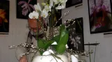 Dny kouzelných orchidejí Teplice