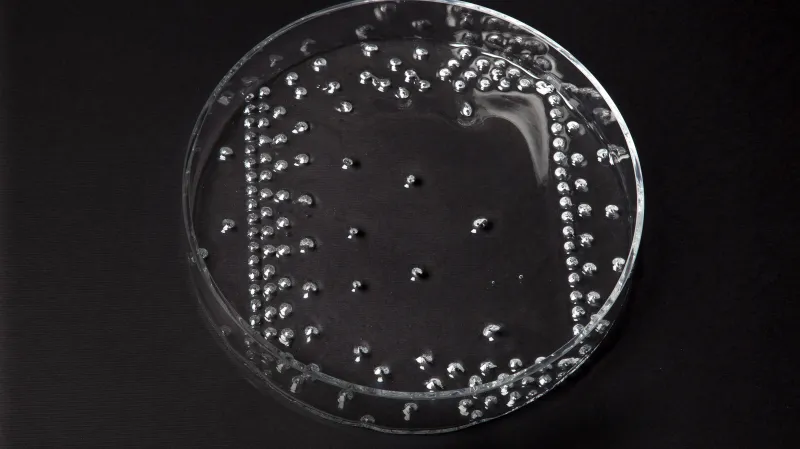 Cena Junior: Anežka Müllerová za foukané skleněné mísy Akupunktura