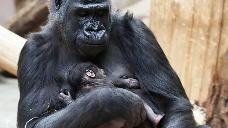 Shinda se svým mládětem