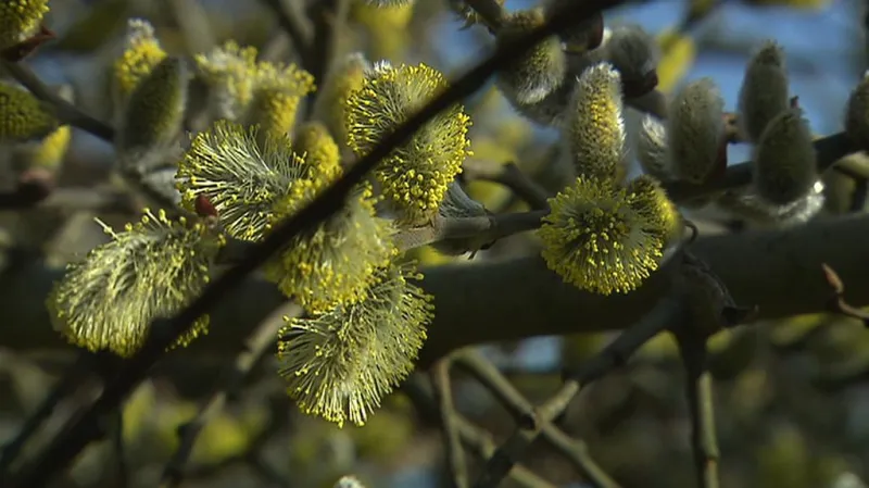 Plně rozkvetlá jíva