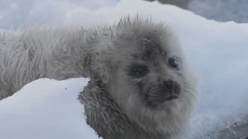 Mládě tuleně kroužkovaného