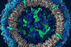 Čeští vědci: Náš objev virus zika neničí, ale zabraňuje mu v množení