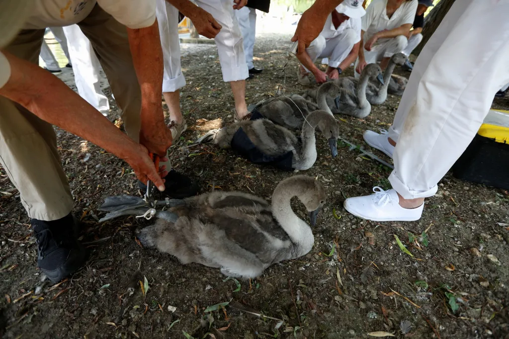 Královští úředníci každoročně sčítají labutě na londýnském úseku řeky Temže. Hlavním cílem jejich činnosti je ochrana ptactva a zjišťování stavu populace