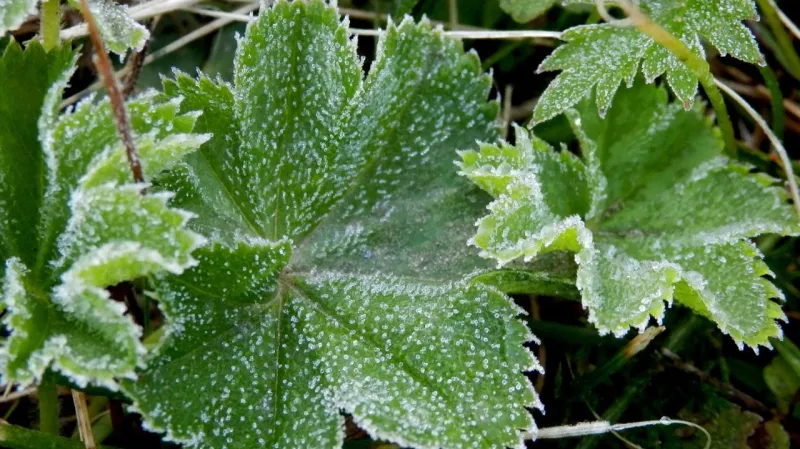 Ranní námraza při 0 °C při zemi v Bělé pod Pradědem