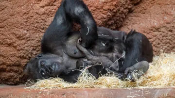 Nově narozené gorilí mládě v pražské zoo s matkou Kijivu
