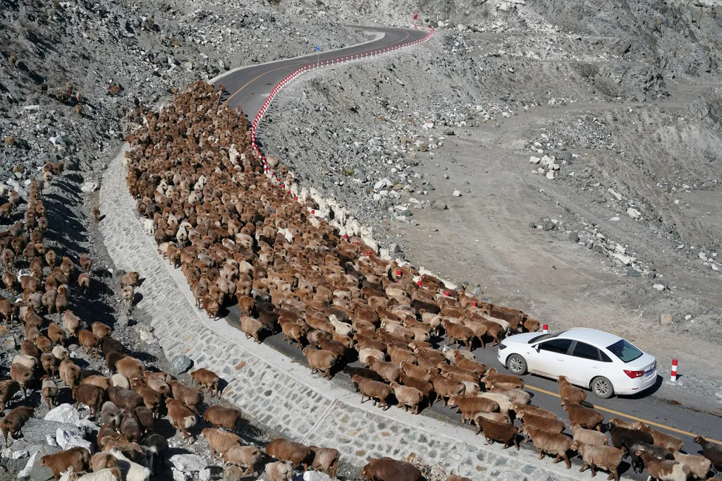 Stádo ovcí zaplnilo silnici nedaleko důlní jámy v oblasti Fuyun v pohoří Altaj