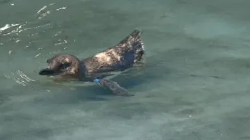 Tučňák nejmenší