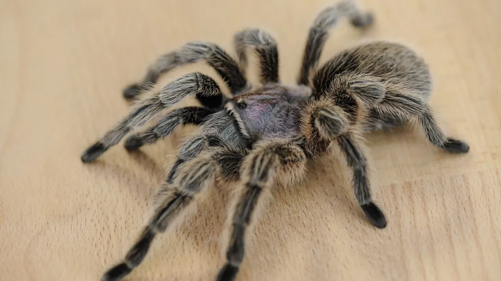 Tarantule