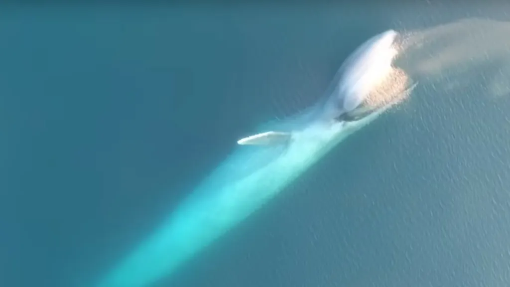 Krmící se plejtvák