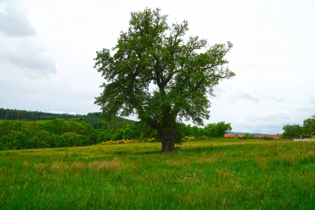 Strom roku 2022: hrušeň z Drásova