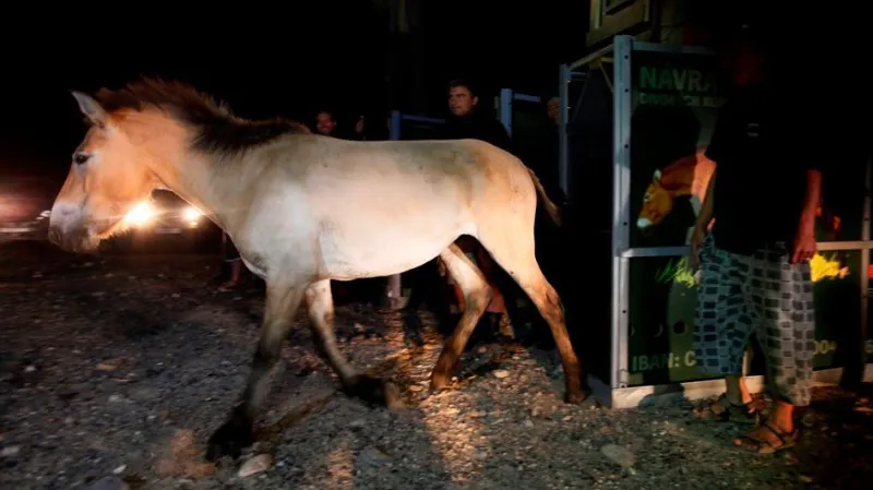 Greta vybíhá do aklimatizační ohrady