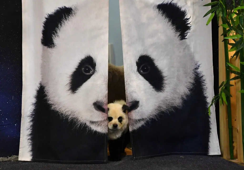 Panda je v Číně významným zvířetem. V tomto případě ale nejde o představení nově narozené pandy, ale o kavárnu Čcheng-tu v Sečuanu v Číně, kde mají psa čau-čau upraveného do podoby pandy