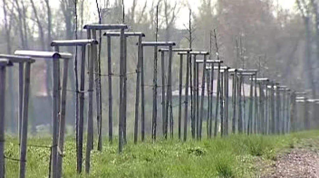 Vysázené hrušně