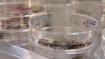 Uhynulé včely zkoumají vědci