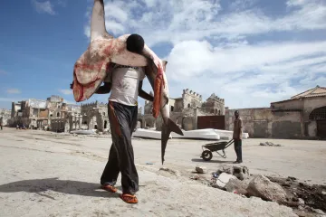 Za padesát let zmizela víc než polovina žraloků, varují experti