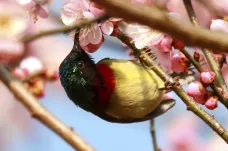 Rozkvetlé sakurové ostrovy. Třešňové květy těší celý svět