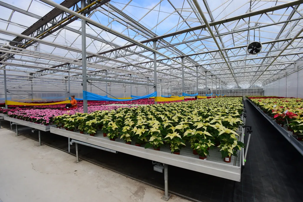 S prodejem vánočních hvězd pro dobročinné účely začalo sdružení Šance v roce 1998