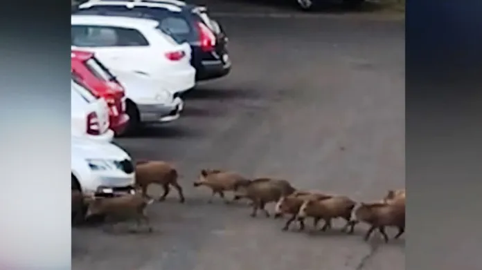 Divoká prasata překvapují obyvatele sídliště v Ústí nad Labem