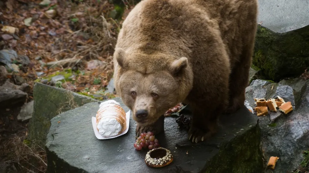 Medvědí Vánoce