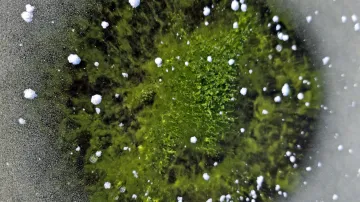 Zelený led na Lipně