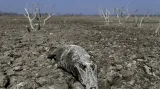 Mršina kajmana yacaré ve vysušeném korytě řeky Pilcomayo v paraguajském regionu Boquerón.