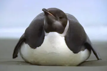 Tučňák cestovatel ovládl internet