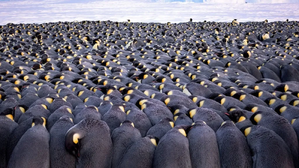 Jedna z fotografií série zachycující pět tisíc tučňáků císařských choulících se před větrem v Antarktidě. Vítěz kategorie Portfolio award