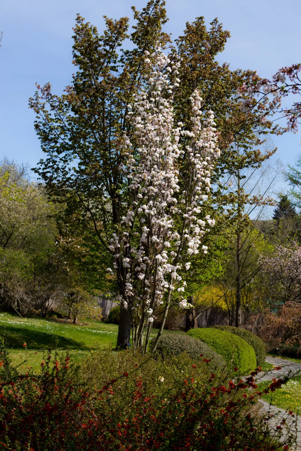 Okrasná sakura, kterou zasadil bývalý prezident Václav Havel, právě rozkvétá