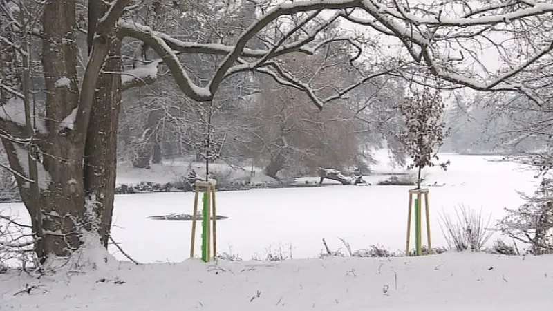 Donátor dostane certifikát a může si pořídit ke stromu i cedulku