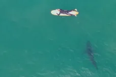  Drony ukazují žraloky jako nikdy předtím. Včetně toho, jak blízko lidí se pohybují