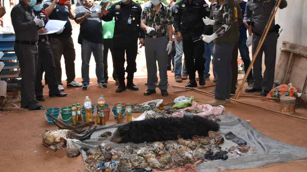 Mrtví tygři nalezení v thajském chrámu