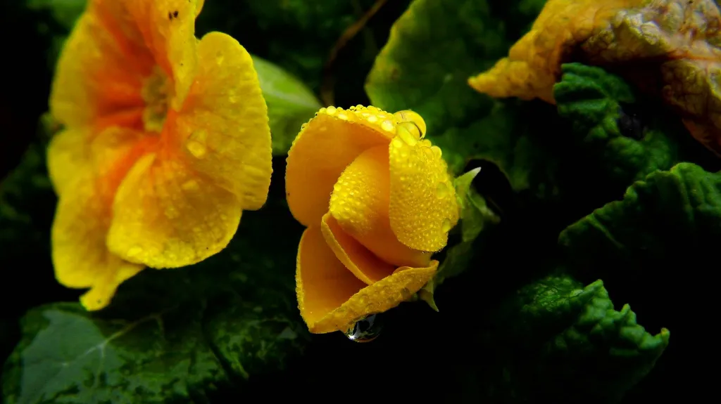 Teploty opět lámaly rekordy