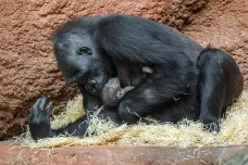 V pražské zoo se narodilo gorilí mládě, letos už druhé