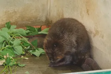 Ráj ruských bobrů. Stanice u Voroněže zachránila hlodavce před vymřením